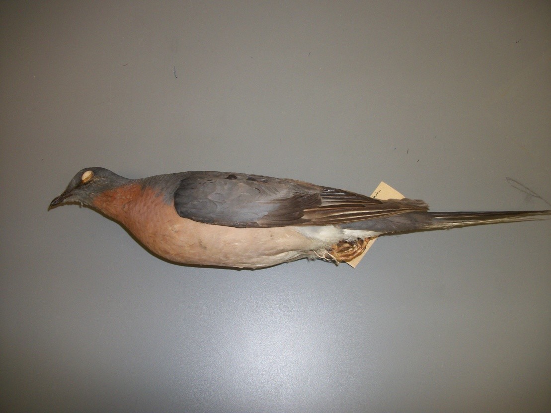 Passenger Pigeon