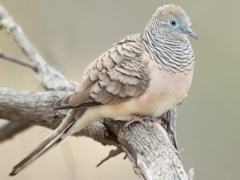 Peaceful Dove