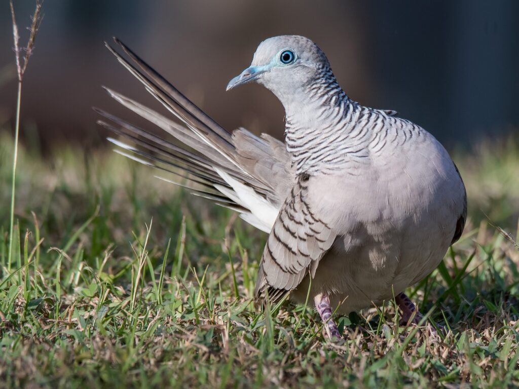 Peaceful Dove