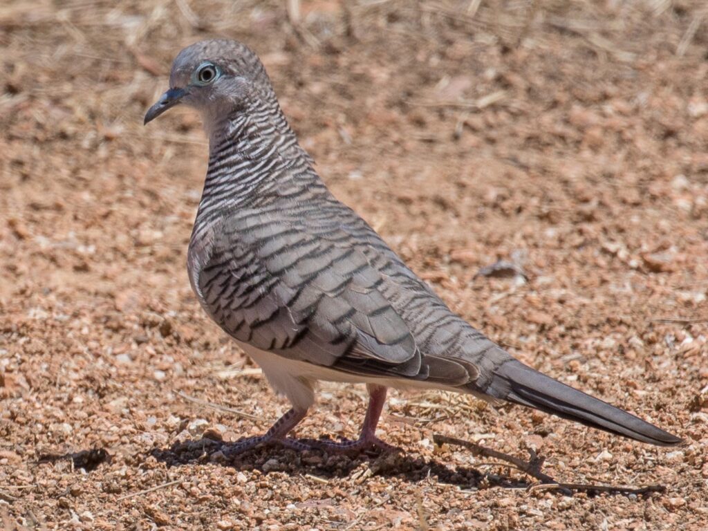 Peaceful Dove