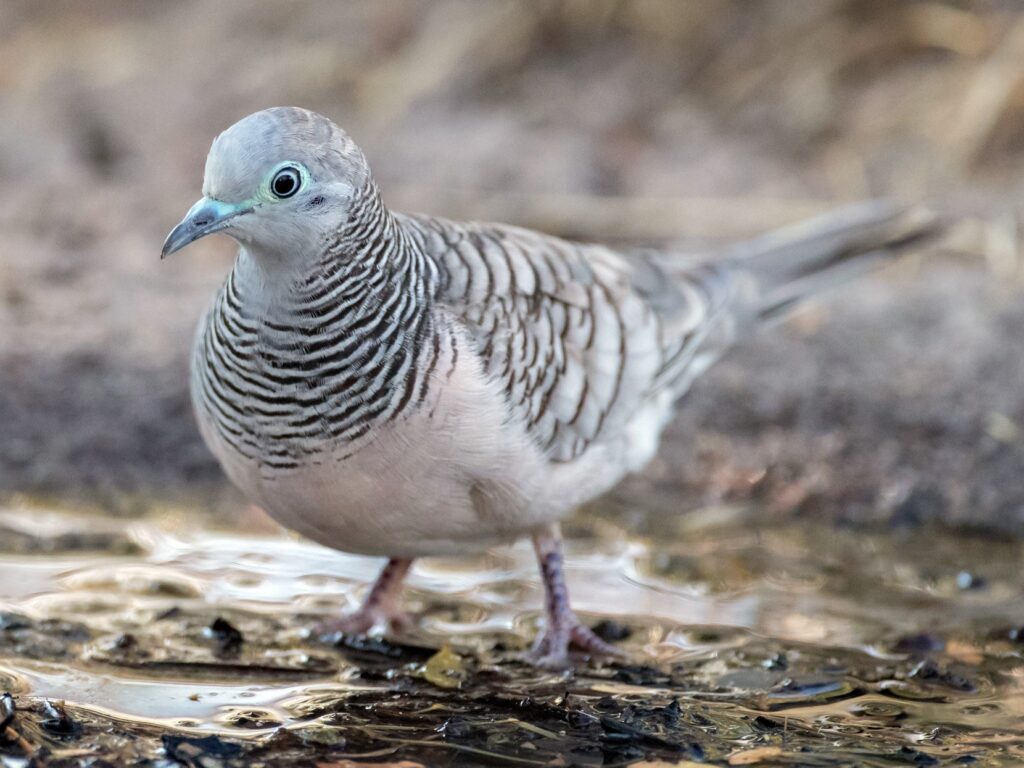 Peaceful Dove