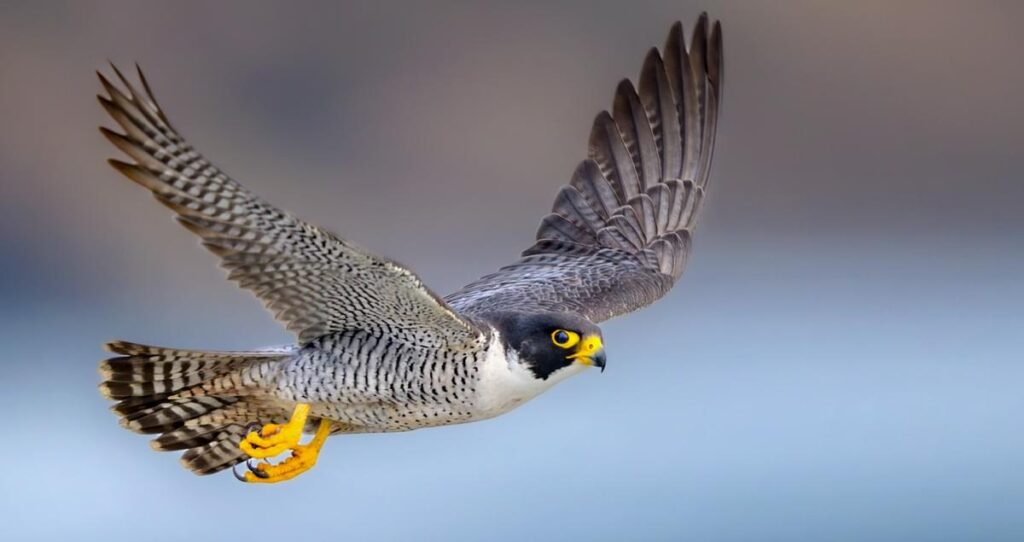 Peregrine Falcon