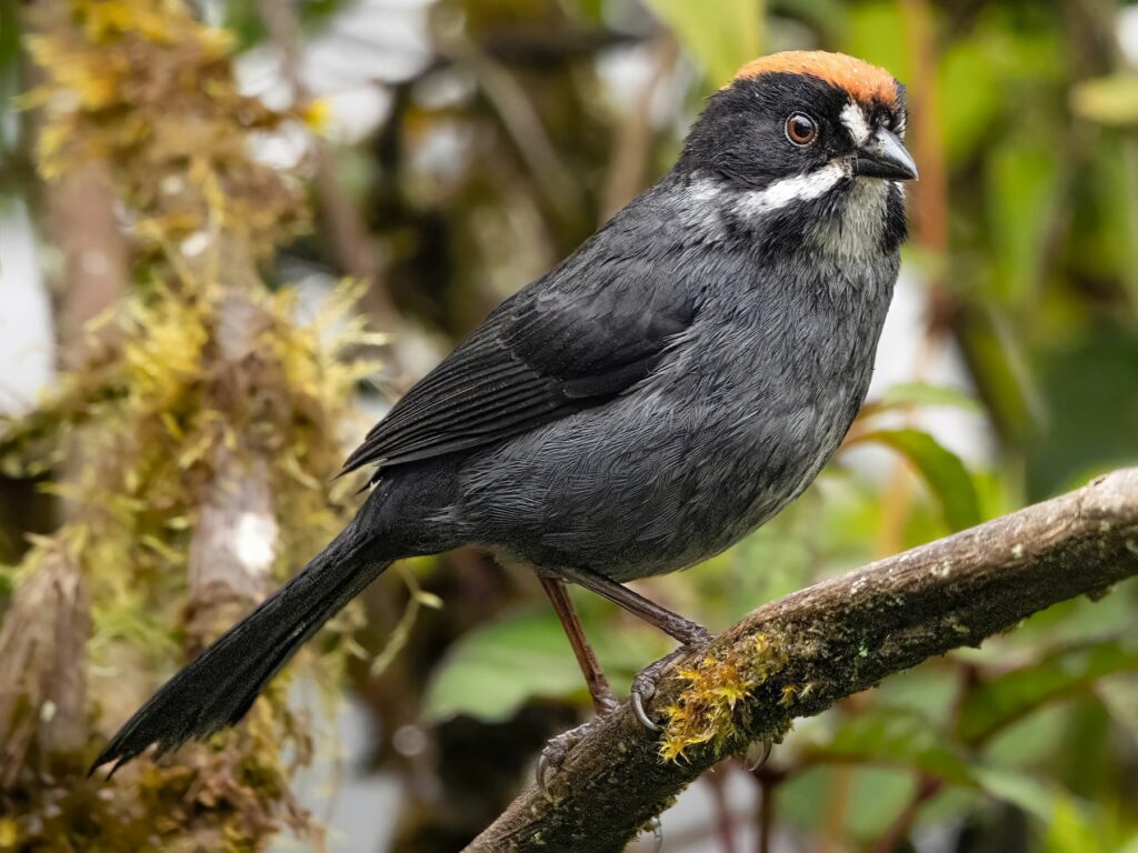 Peruvian Slaty Brushfinch