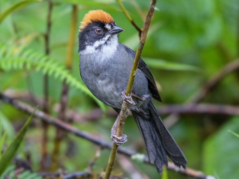 Peruvian Slaty Brushfinch