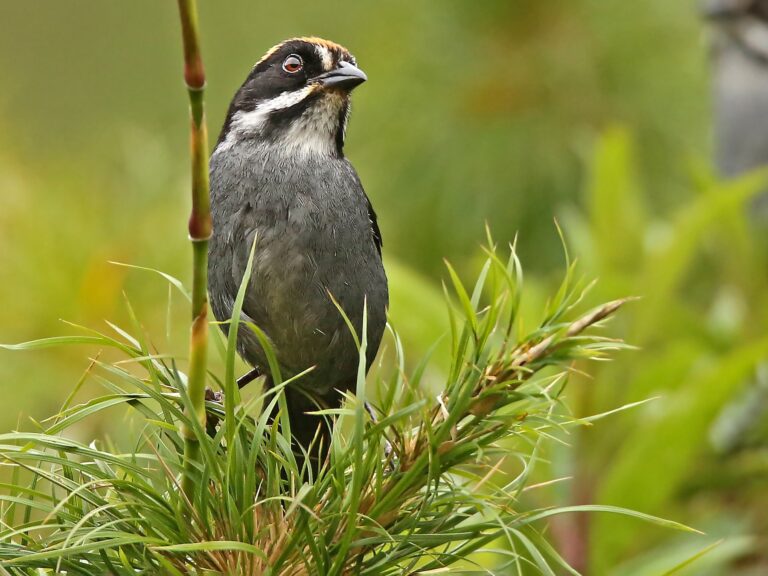 Peruvian Slaty Brushfinch
