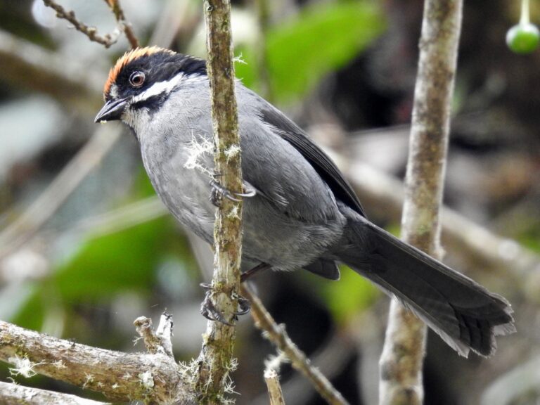 Peruvian Slaty Brushfinch
