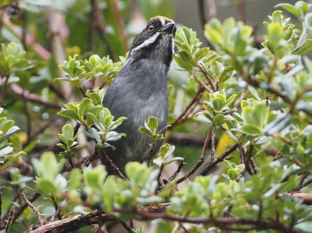 Peruvian Slaty Brushfinch