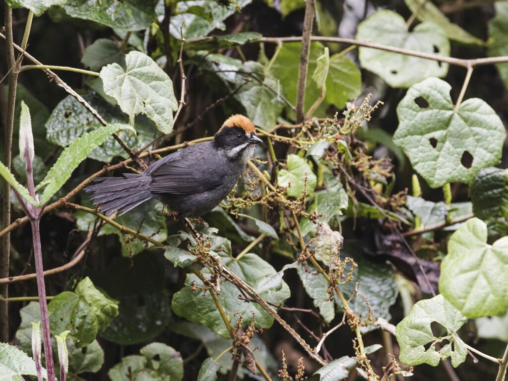 Peruvian Slaty Brushfinch