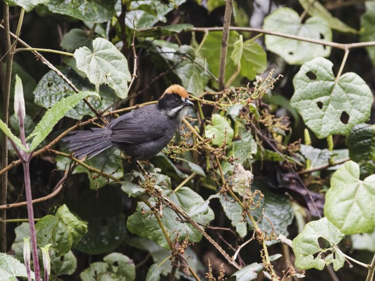 Peruvian Slaty Brushfinch