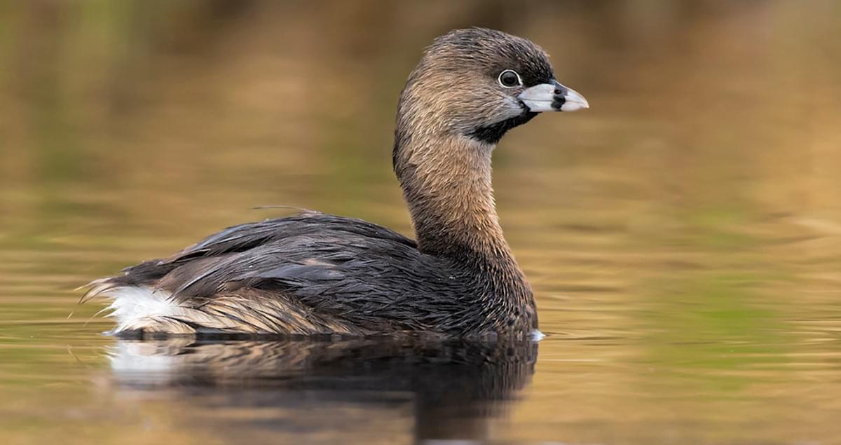 Pied-billed Grebe