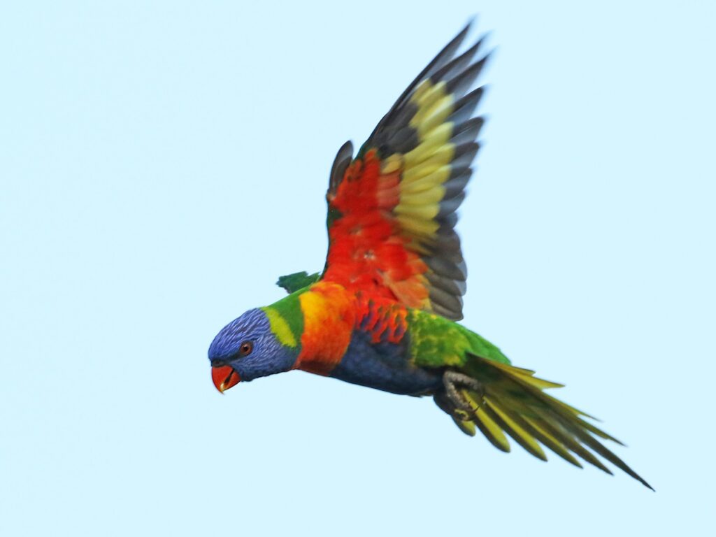 Rainbow Lorikeet
