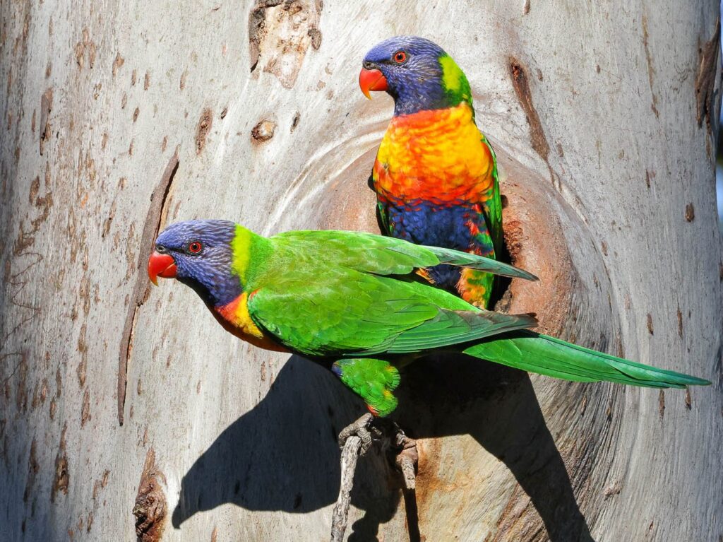 Rainbow Lorikeet