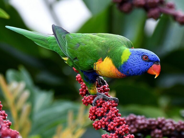 Rainbow Lorikeet