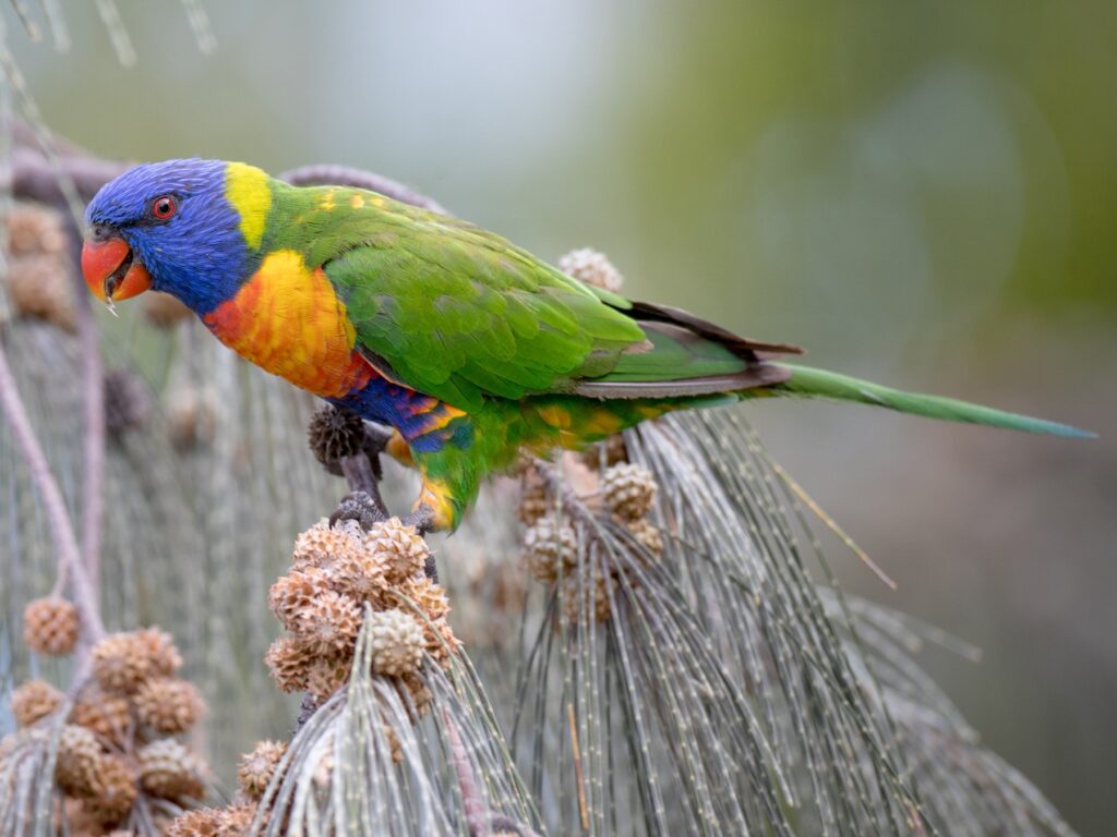 Rainbow Lorikeet