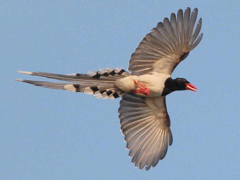 What Does a Bird Do for the Environment