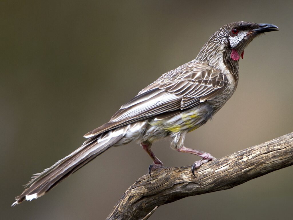 Red Wattlebird