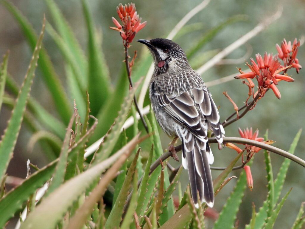 Red Wattlebird