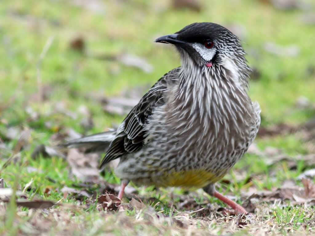 Red Wattlebird