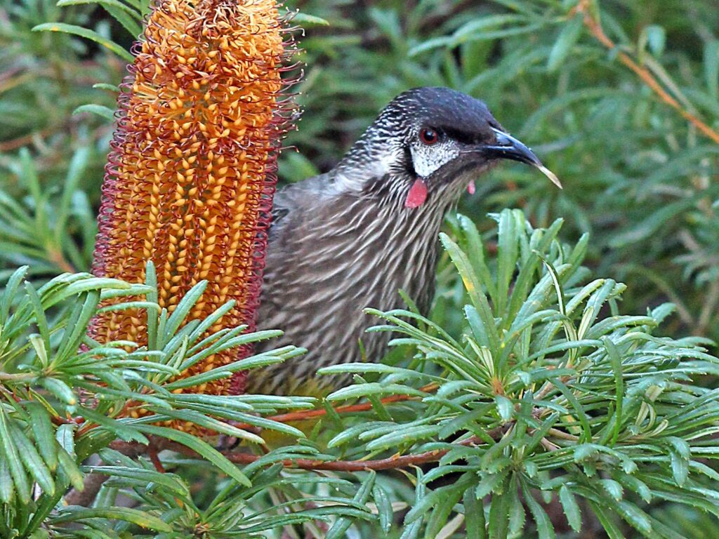 Red Wattlebird