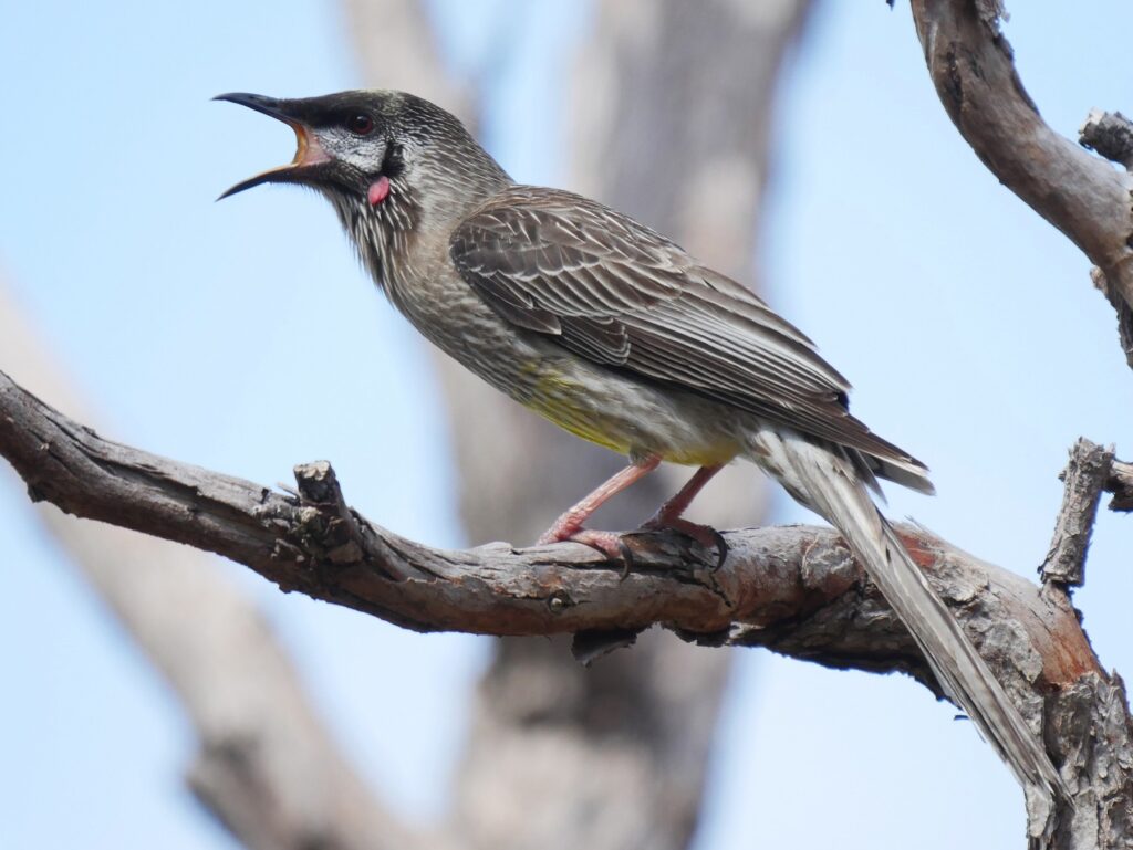 Red Wattlebird