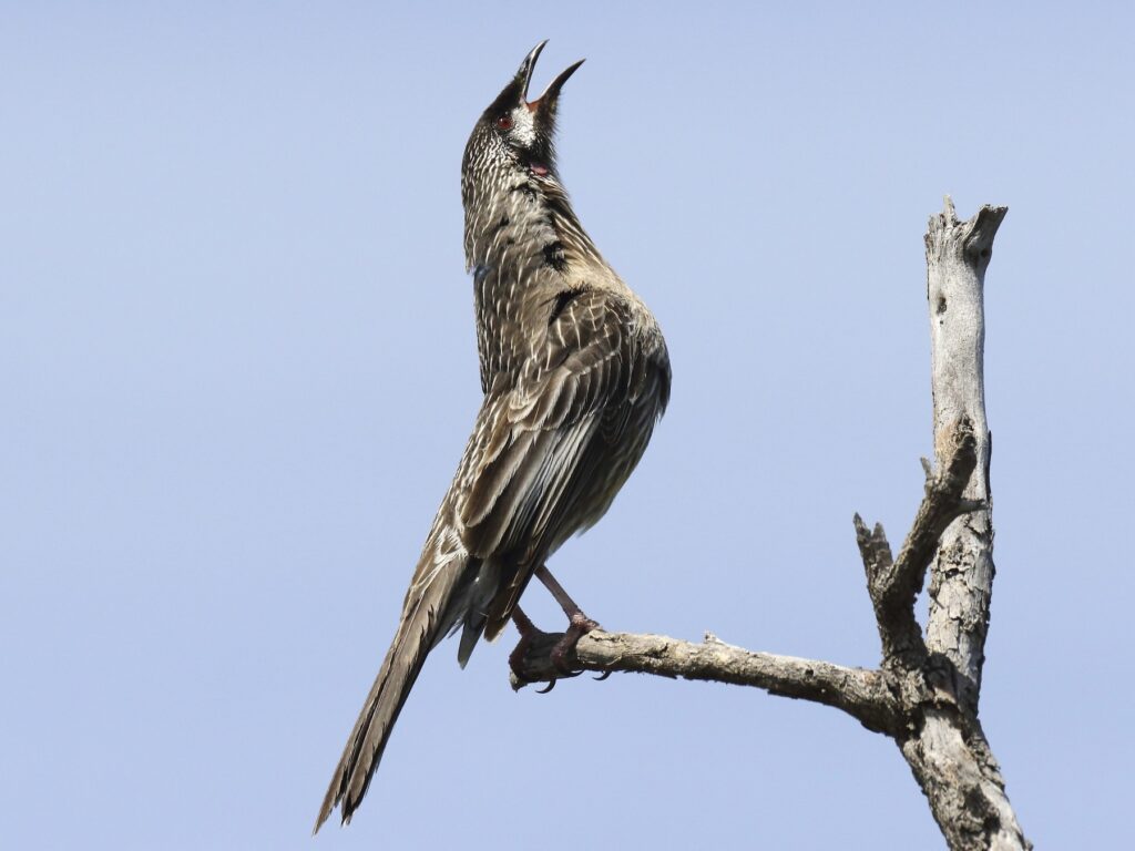 Red Wattlebird