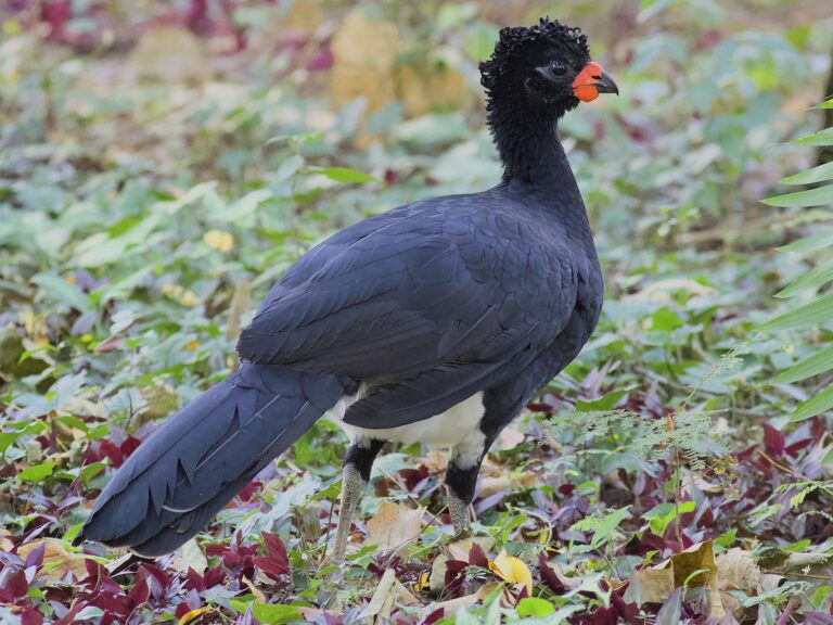 Red-billed Curassow
