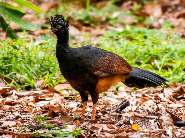 Red-billed Curassow