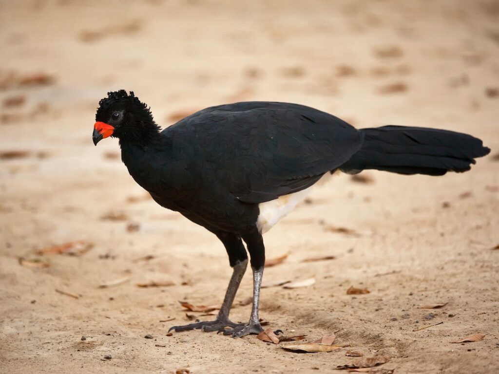 Red-billed Curassow