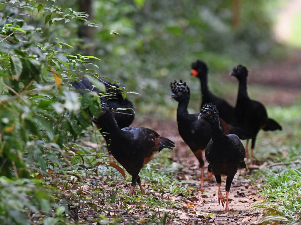 Red-billed Curassow