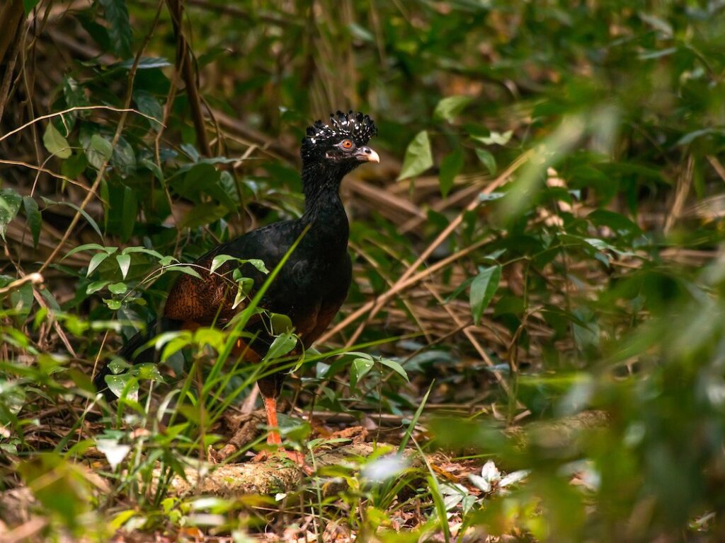 Red-billed Curassow
