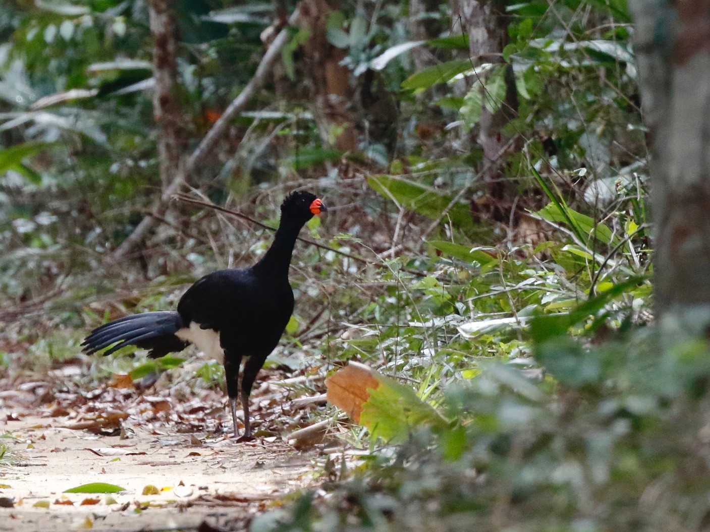 Red-billed Curassow