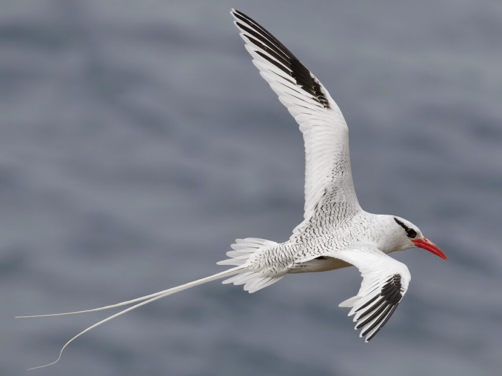 Red-billed Tropicbird