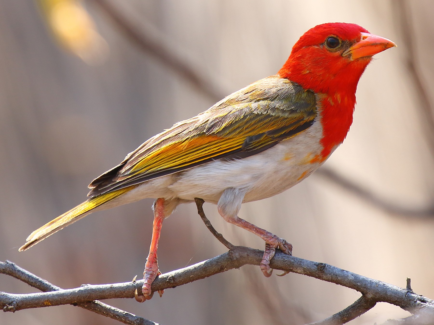 Red-headed Weaver