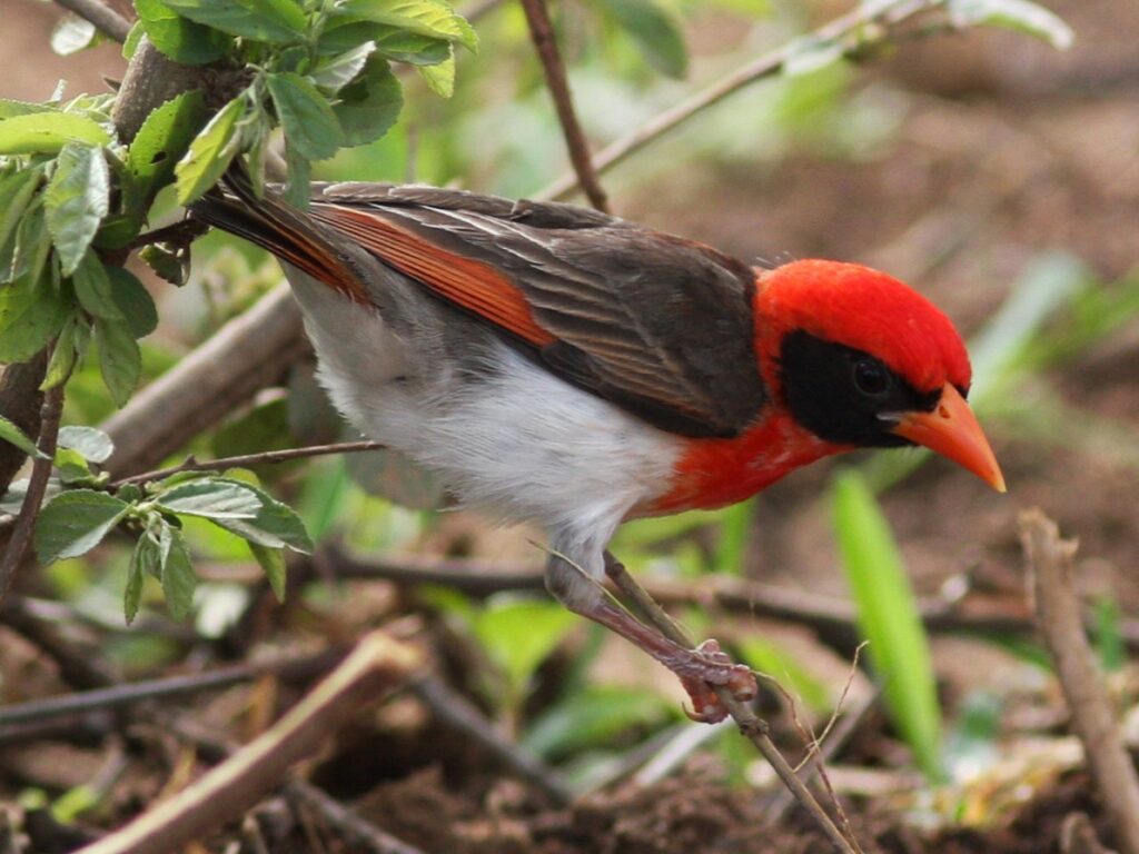 Red-headed Weaver