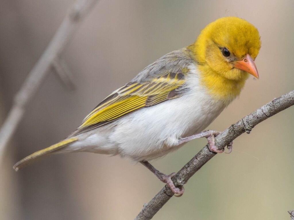 Red-headed Weaver