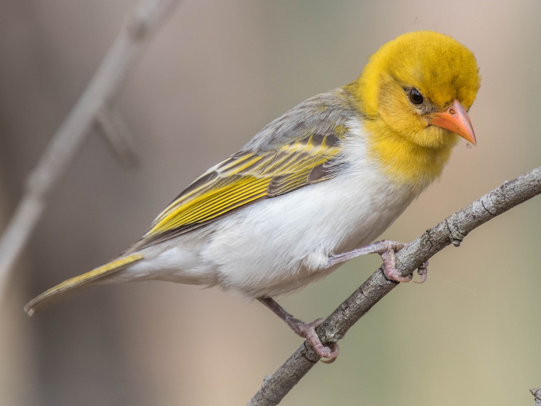 Red-headed Weaver