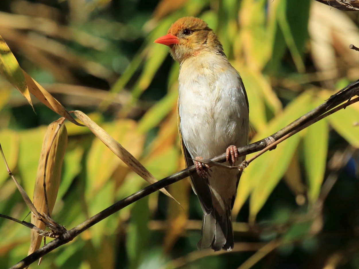 Red-headed Weaver