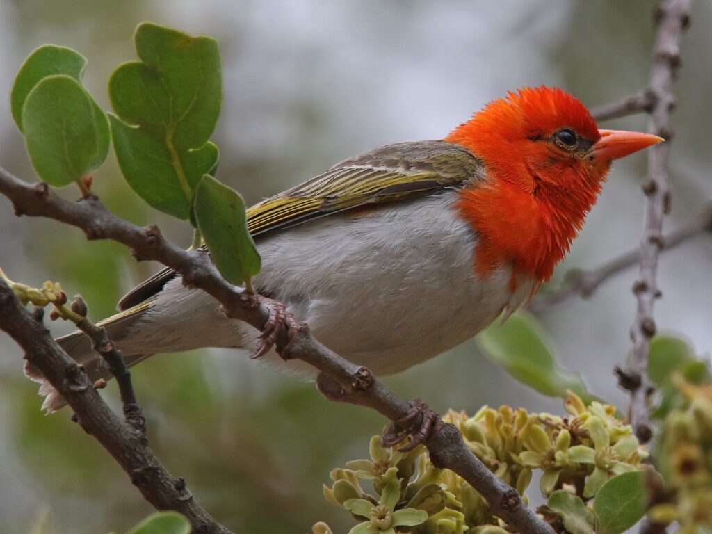 Red-headed Weaver