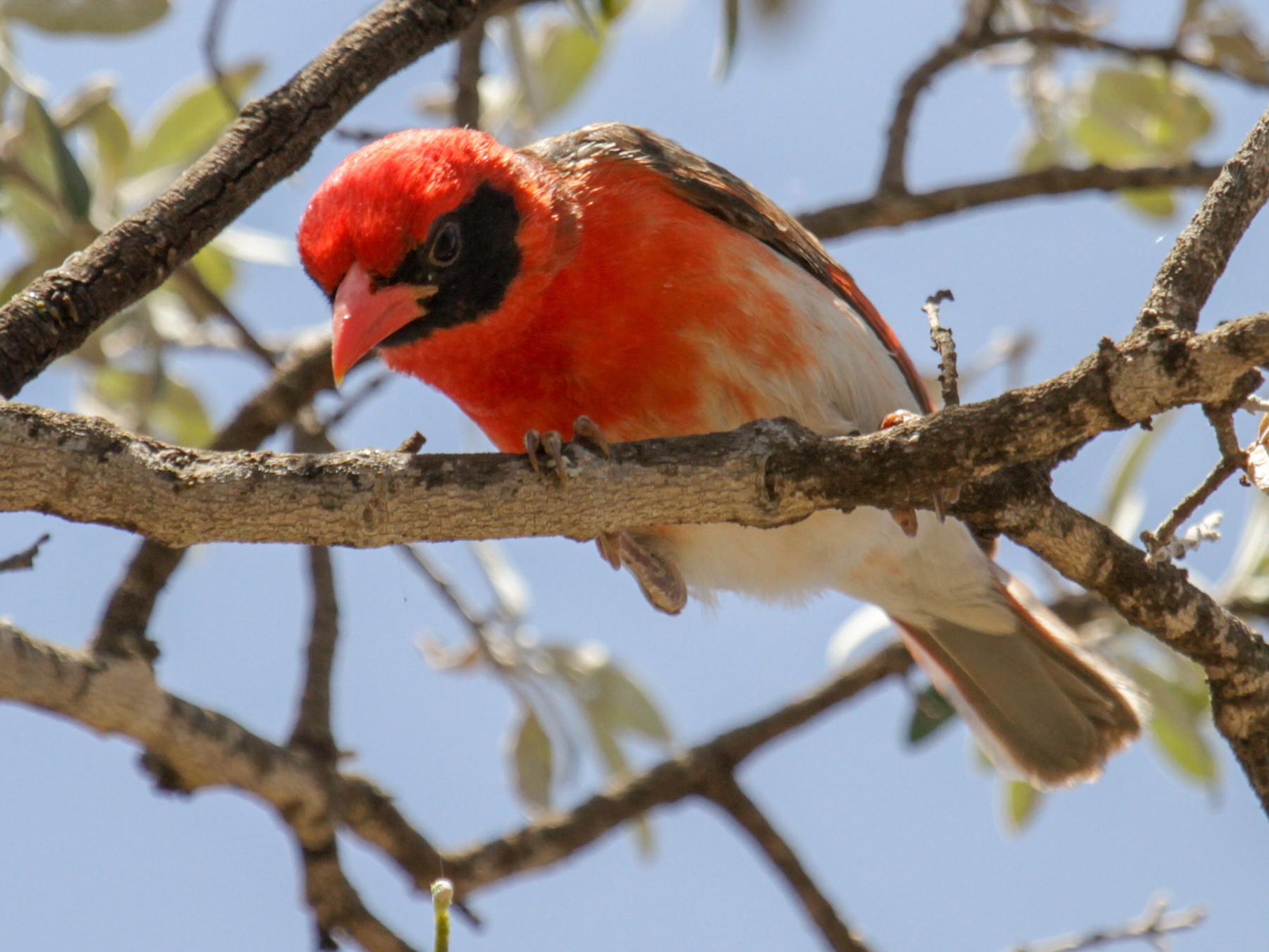 Red-headed Weaver