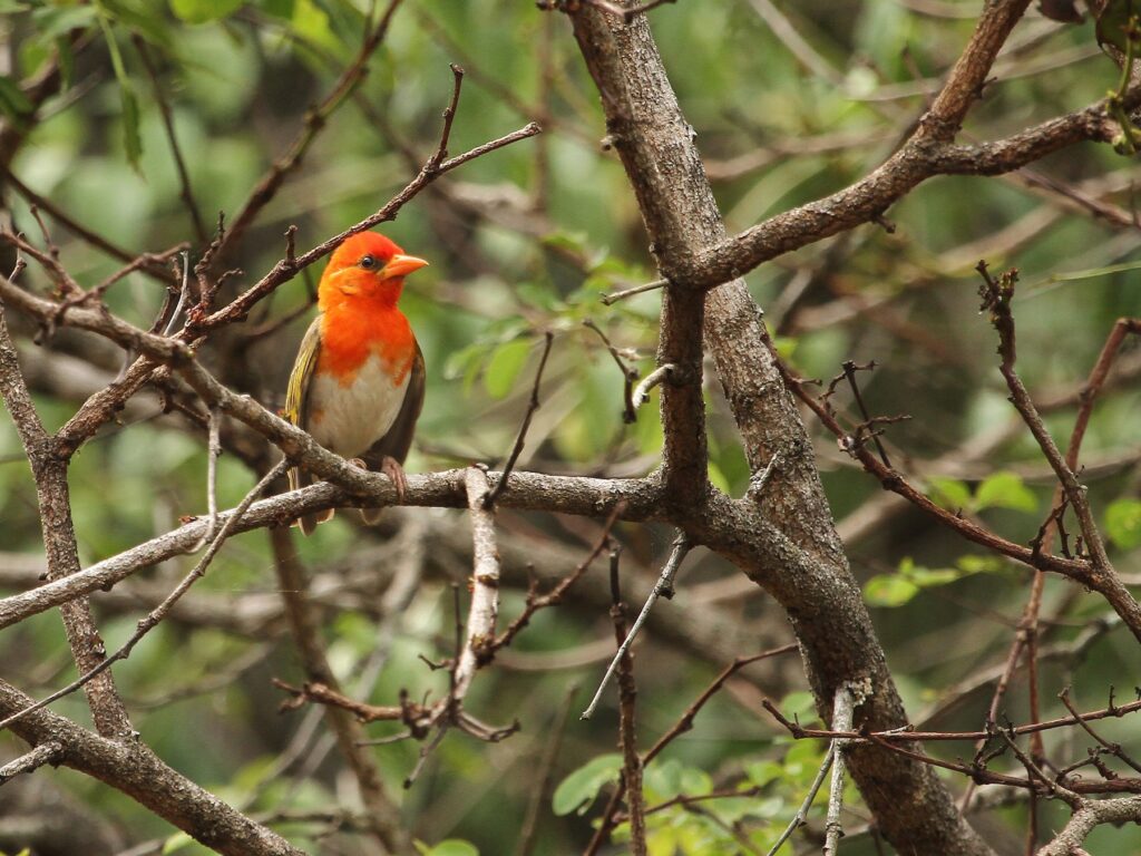 Red-headed Weaver