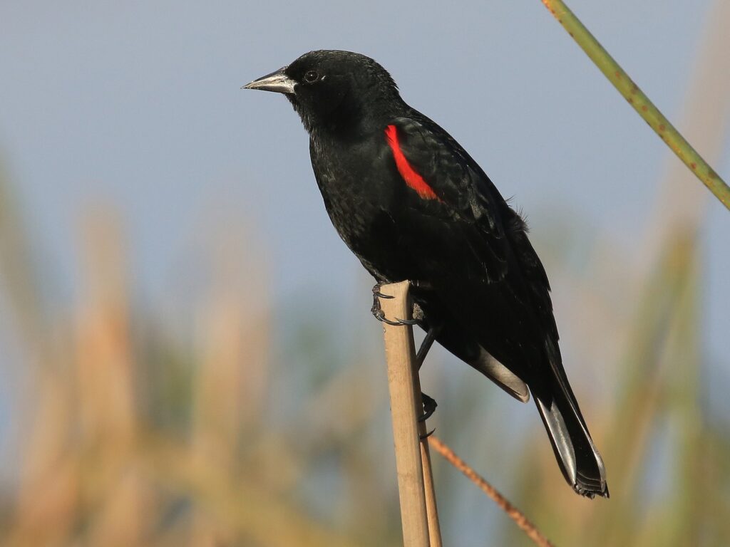Red-winged Blackbird