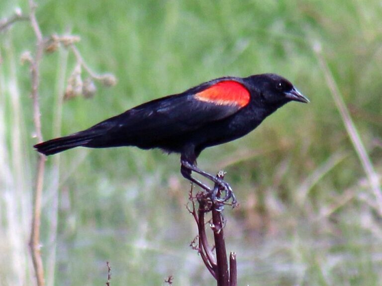 Red-winged Blackbird