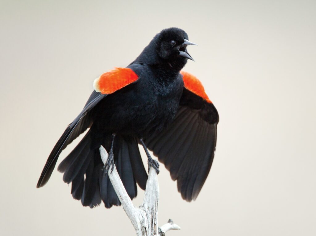 Red-winged Blackbird