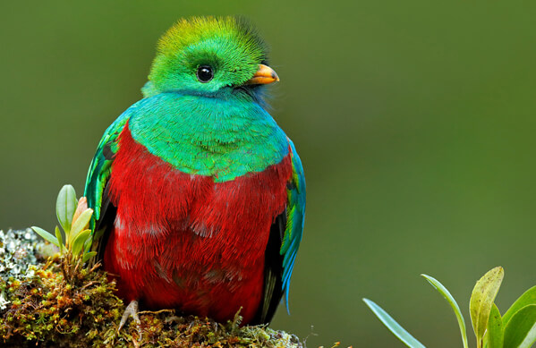 Resplendent Quetzal