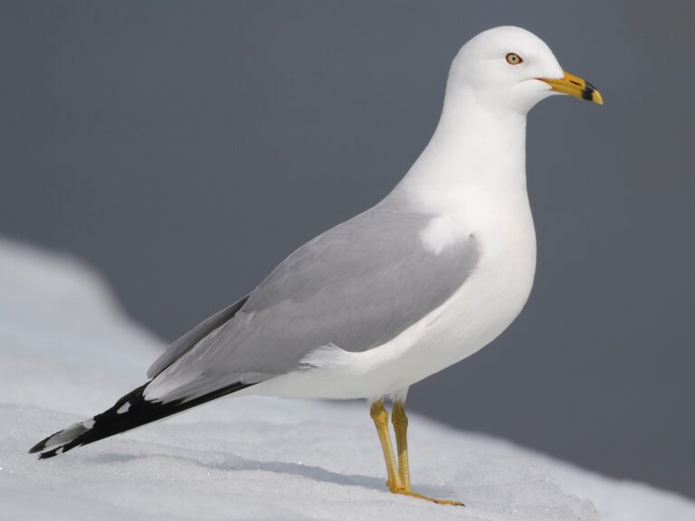 Ring-billed Gull