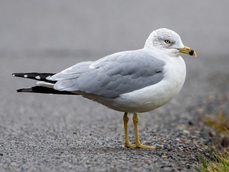 Ring-billed Gull