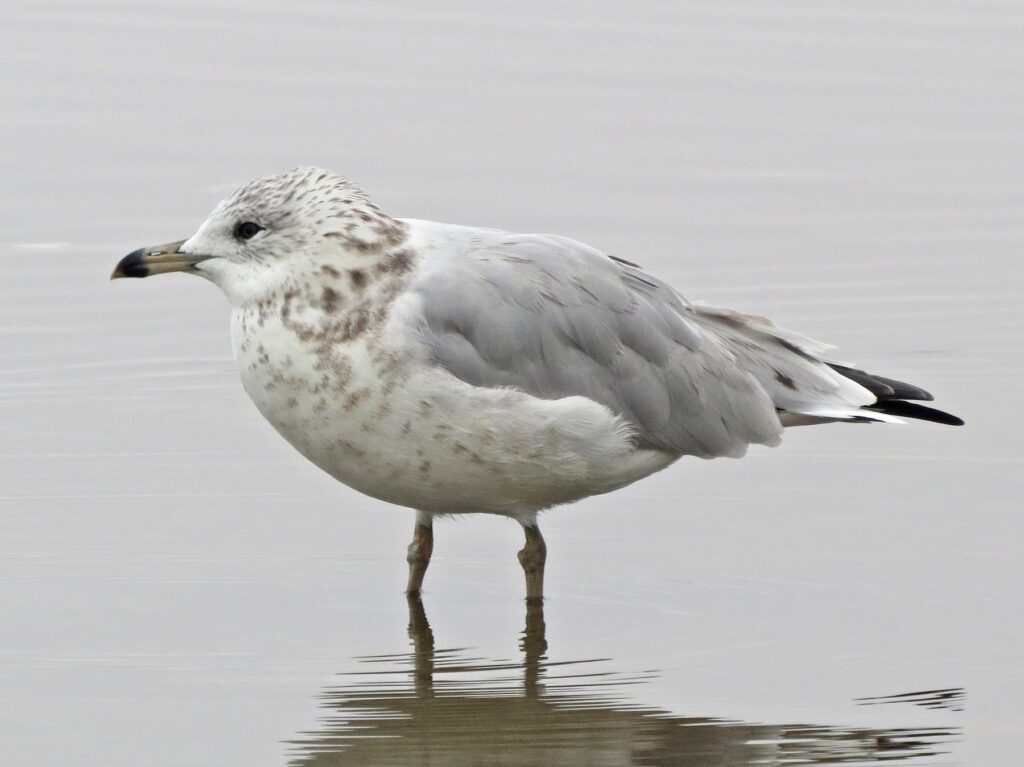 Ring-billed Gull