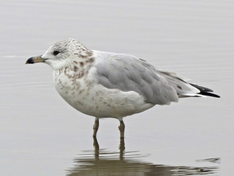 Ring-billed Gull