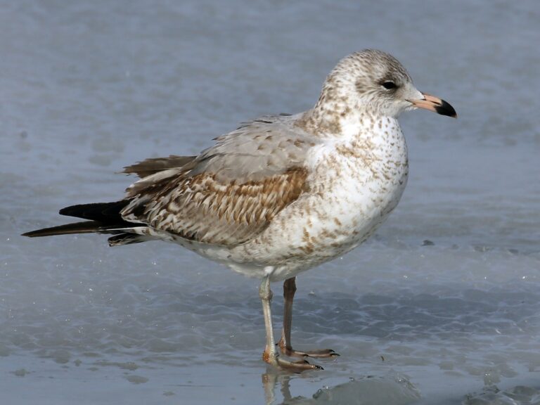 Ring-billed Gull