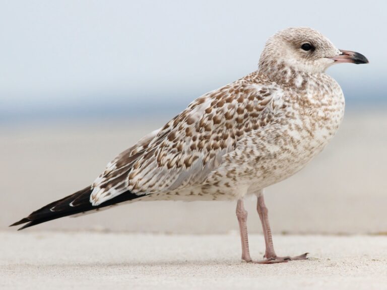 Ring-billed Gull